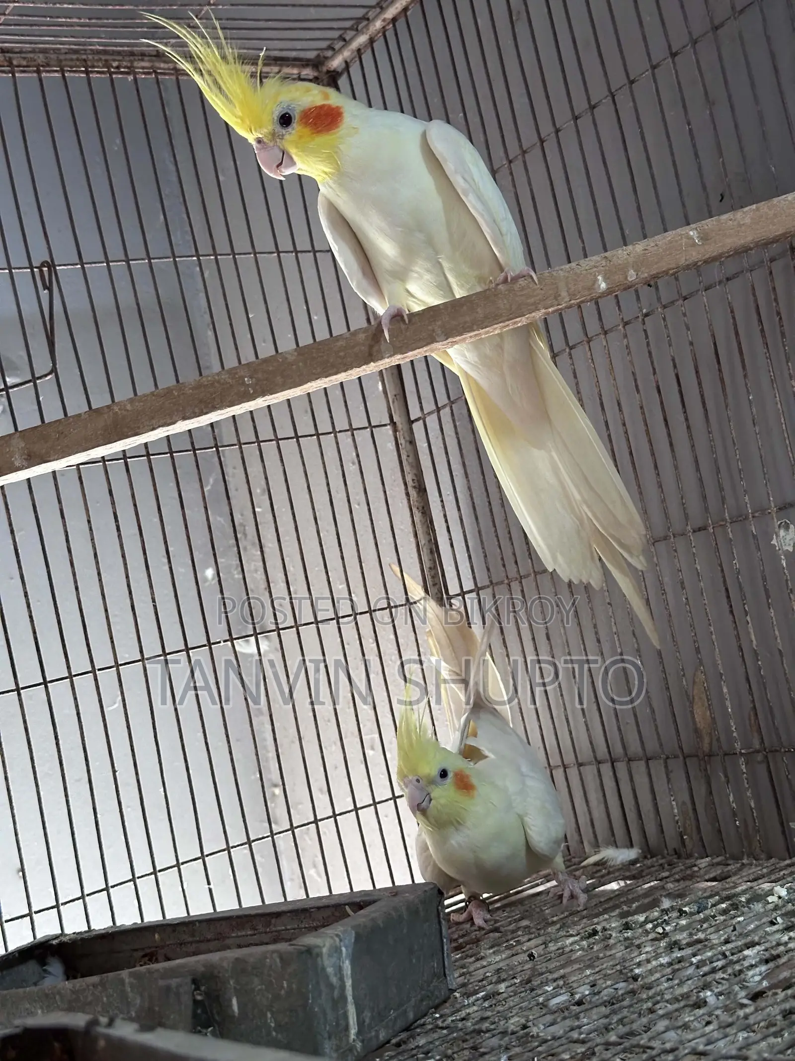 ককটেল ব্রিডিং পেয়ার