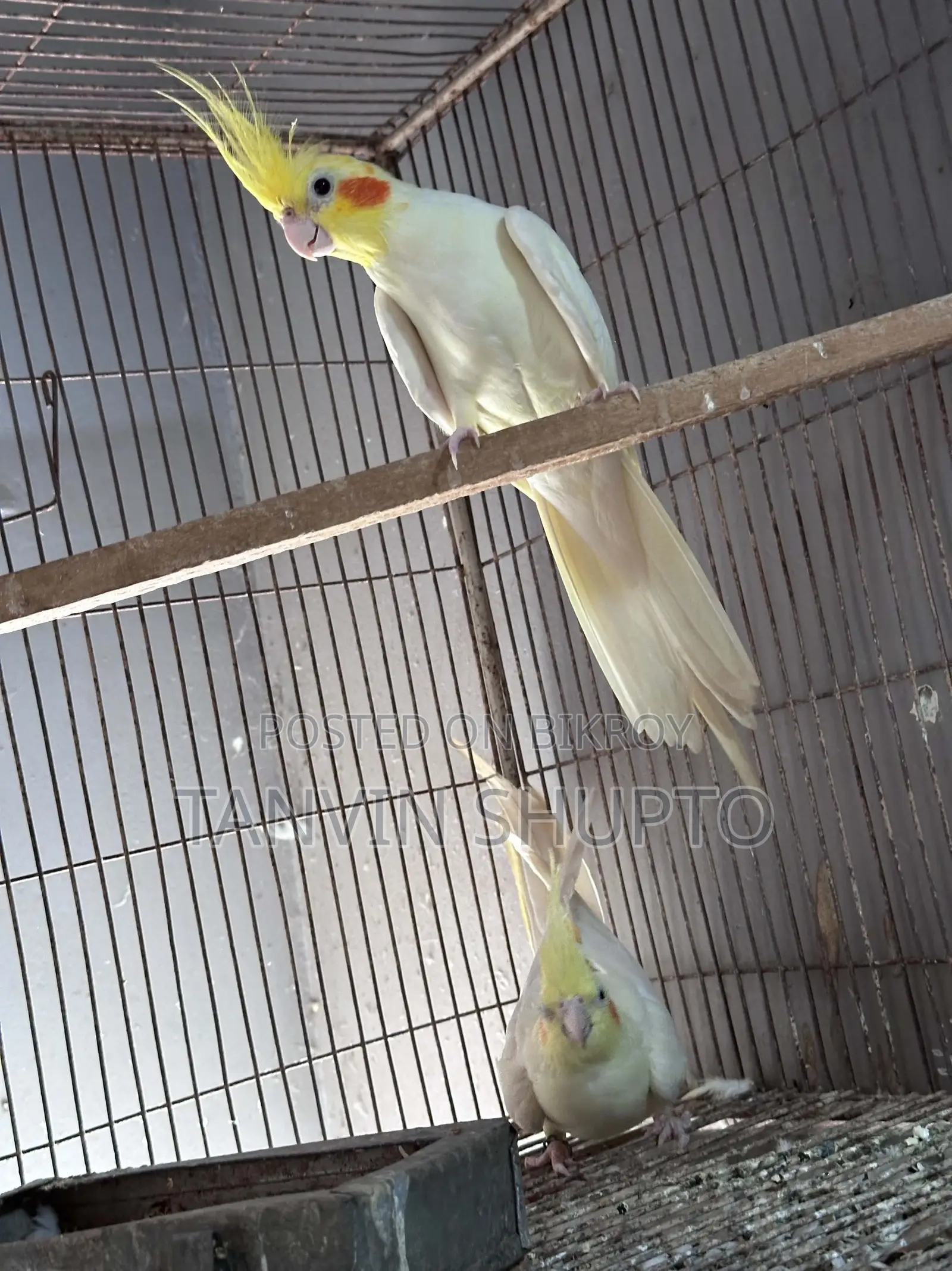 ককটেল ব্রিডিং পেয়ার