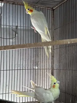 ককটেল ব্রিডিং পেয়ার
