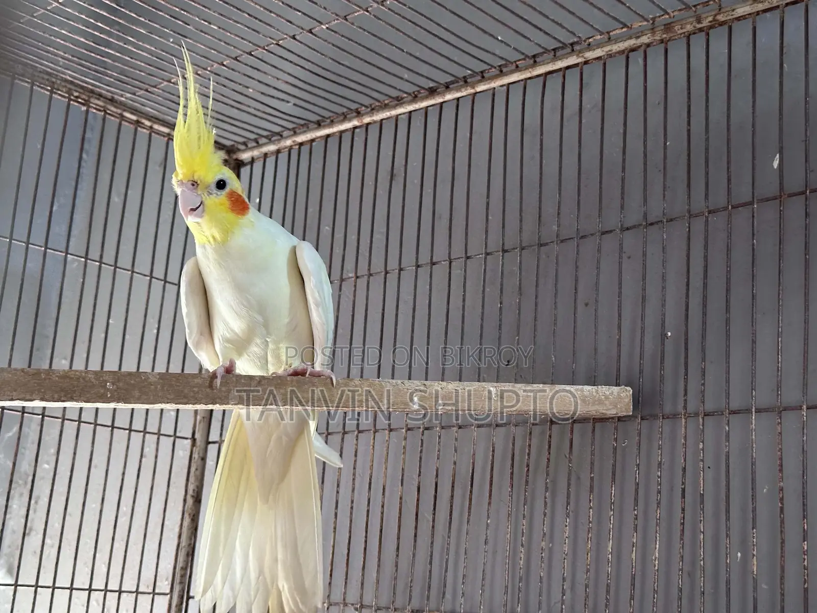 ককটেল ব্রিডিং পেয়ার