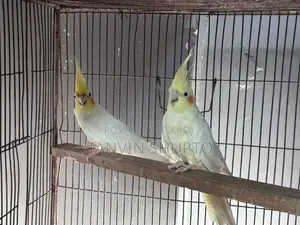 ককটেল ব্রিডিং পেয়ার
