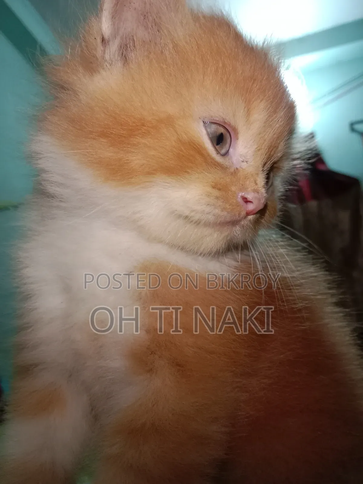 ১-৩ মাস বয়সী খাঁটি পার্সিয়ান নর