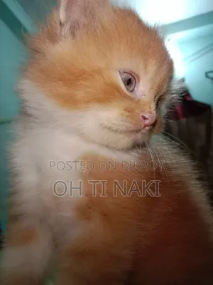 ১-৩ মাস বয়সী খাঁটি পার্সিয়ান নর