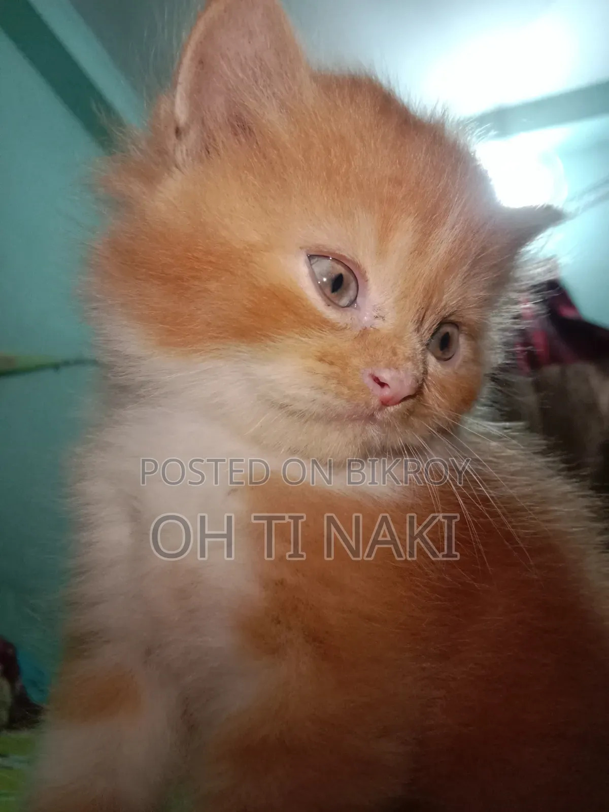 ১-৩ মাস বয়সী খাঁটি পার্সিয়ান নর