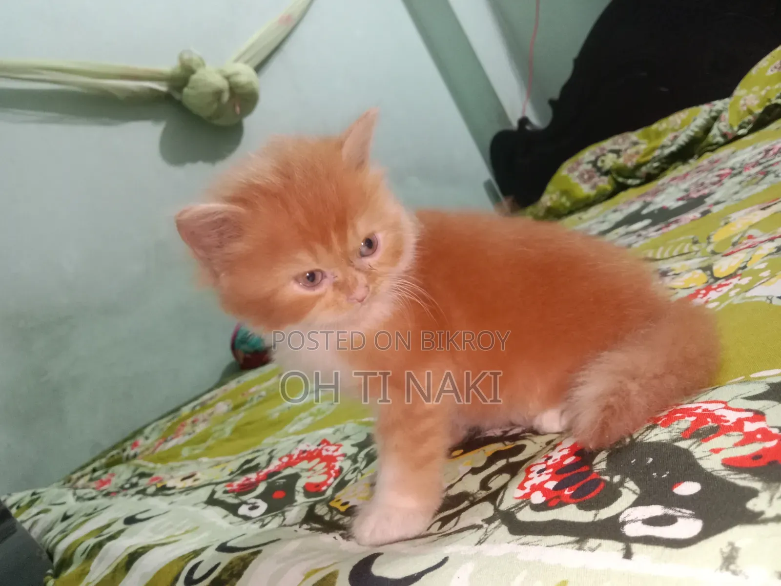 ১-৩ মাস বয়সী খাঁটি পার্সিয়ান নর