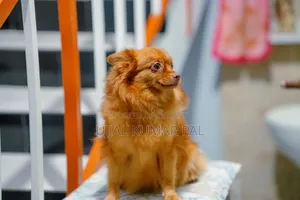 ১-৩ মাস বয়সী নর পিউরম্যারেড পোমেরানিয়ান