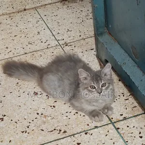 ১-৩ মাসের ফিমেল পিওরব্রেড পার্সিয়ান বিড়াল