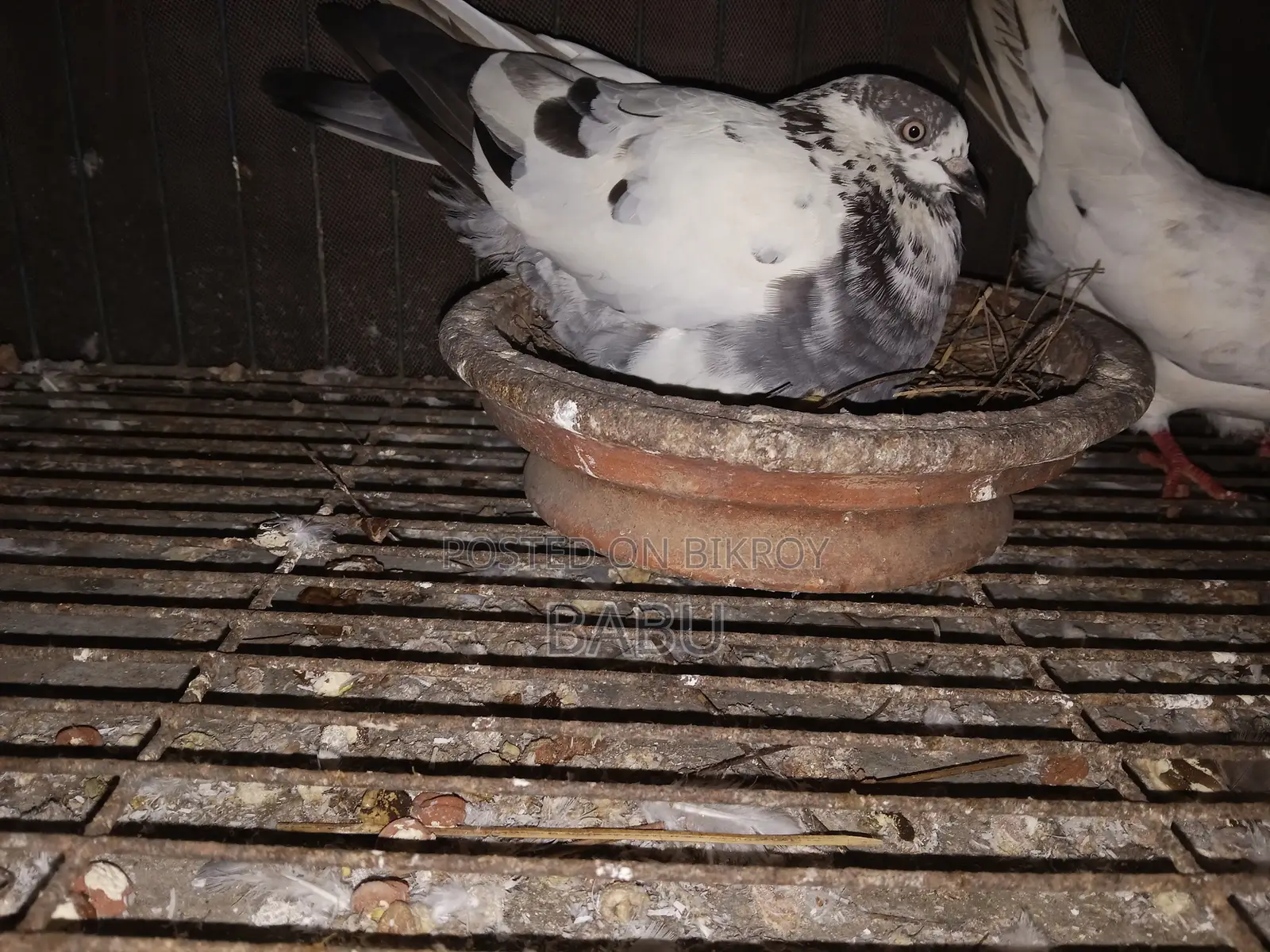 Will sell some pigeons in a lot