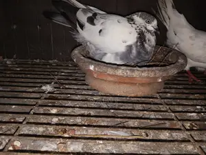 Will sell some pigeons in a lot
