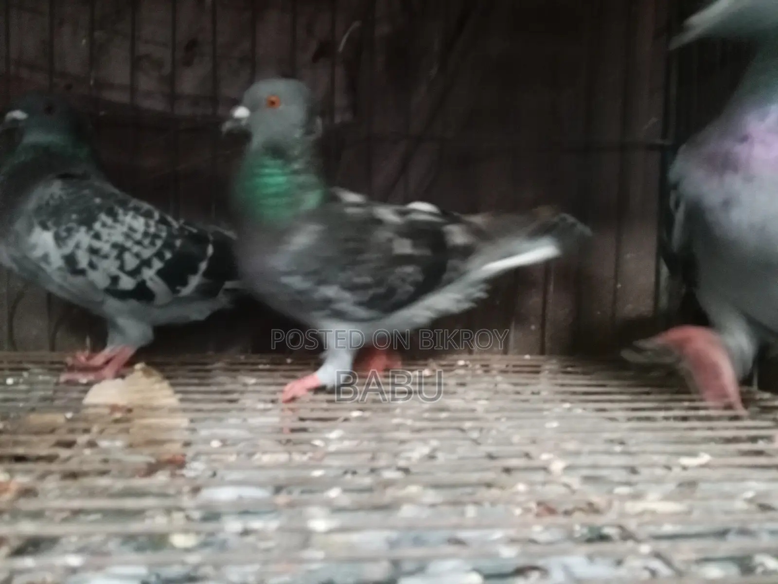 Will sell some pigeons in a lot
