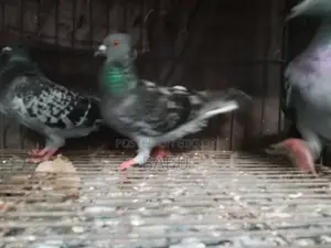 Will sell some pigeons in a lot