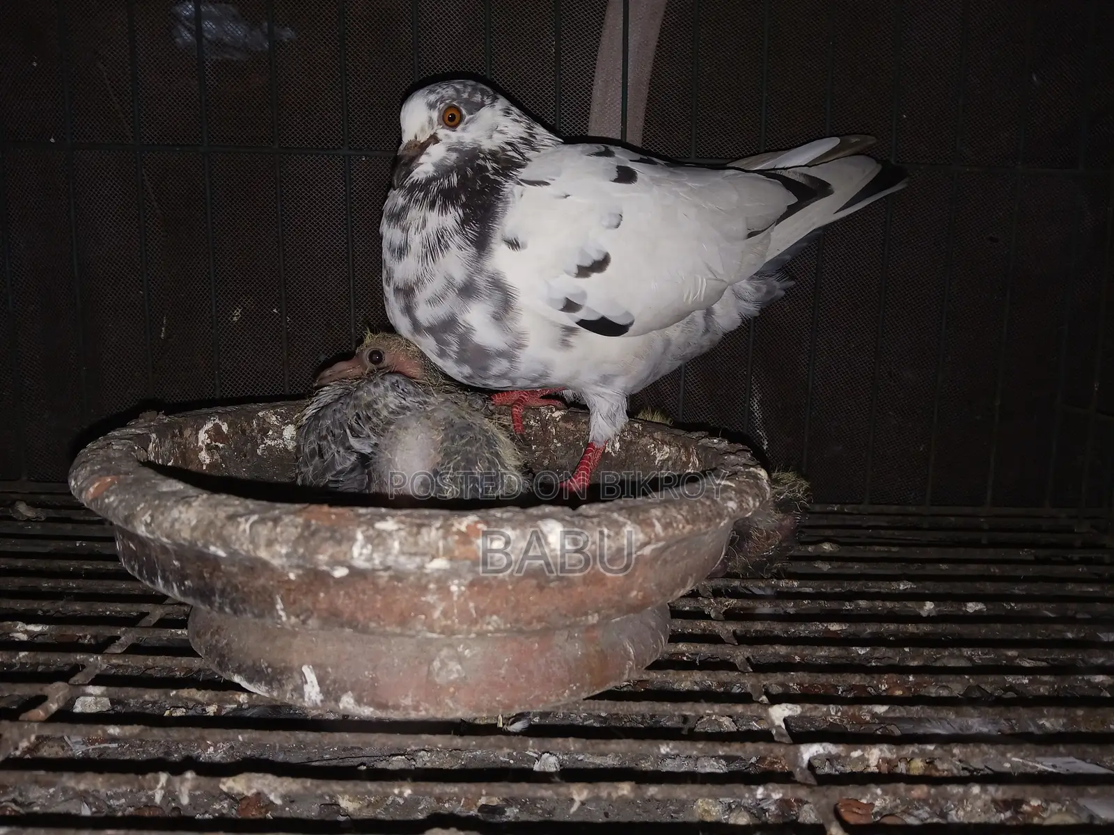 Will sell some pigeons in a lot