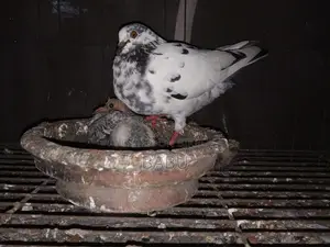 Will sell some pigeons in a lot