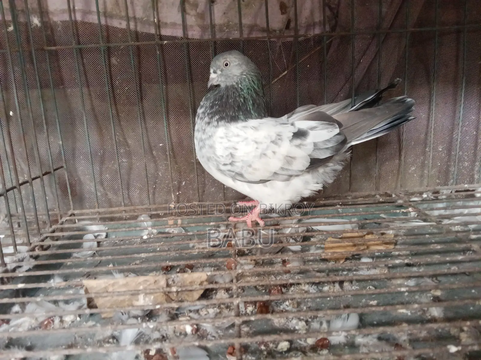 Will sell some pigeons in a lot