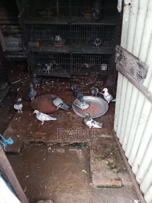 Will sell some pigeons in a lot