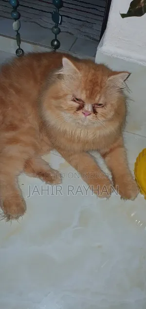 ৬-১২ মাস পুরুষ পিউরব্রেড পার্সিয়ান
