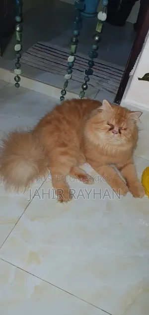 ৬-১২ মাস পুরুষ পিউরব্রেড পার্সিয়ান