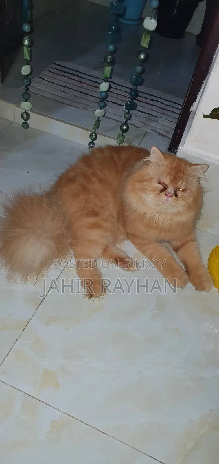 ৬-১২ মাস পুরুষ পিউরব্রেড পার্সিয়ান