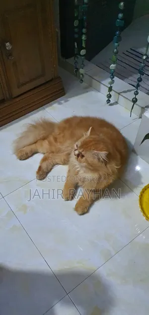 ৬-১২ মাস পুরুষ পিউরব্রেড পার্সিয়ান