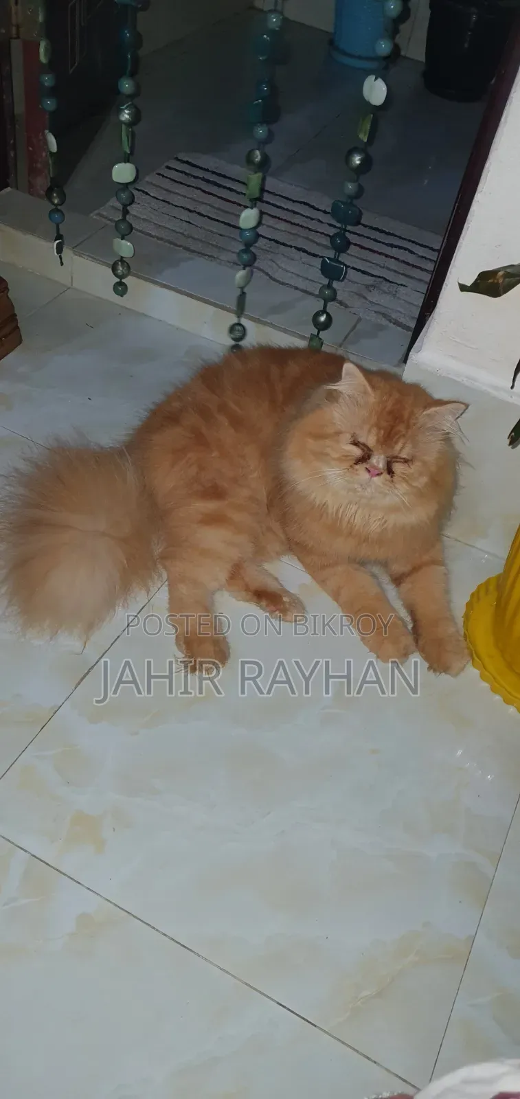 ৬-১২ মাস পুরুষ পিউরব্রেড পার্সিয়ান