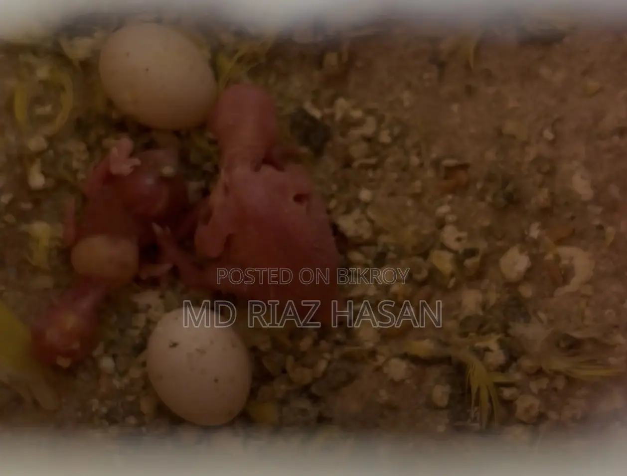 লুটিনো রেড আই মাস্টার পেয়ার + ৩ বেবি