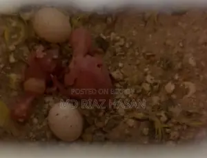 লুটিনো রেড আই মাস্টার পেয়ার + ৩ বেবি