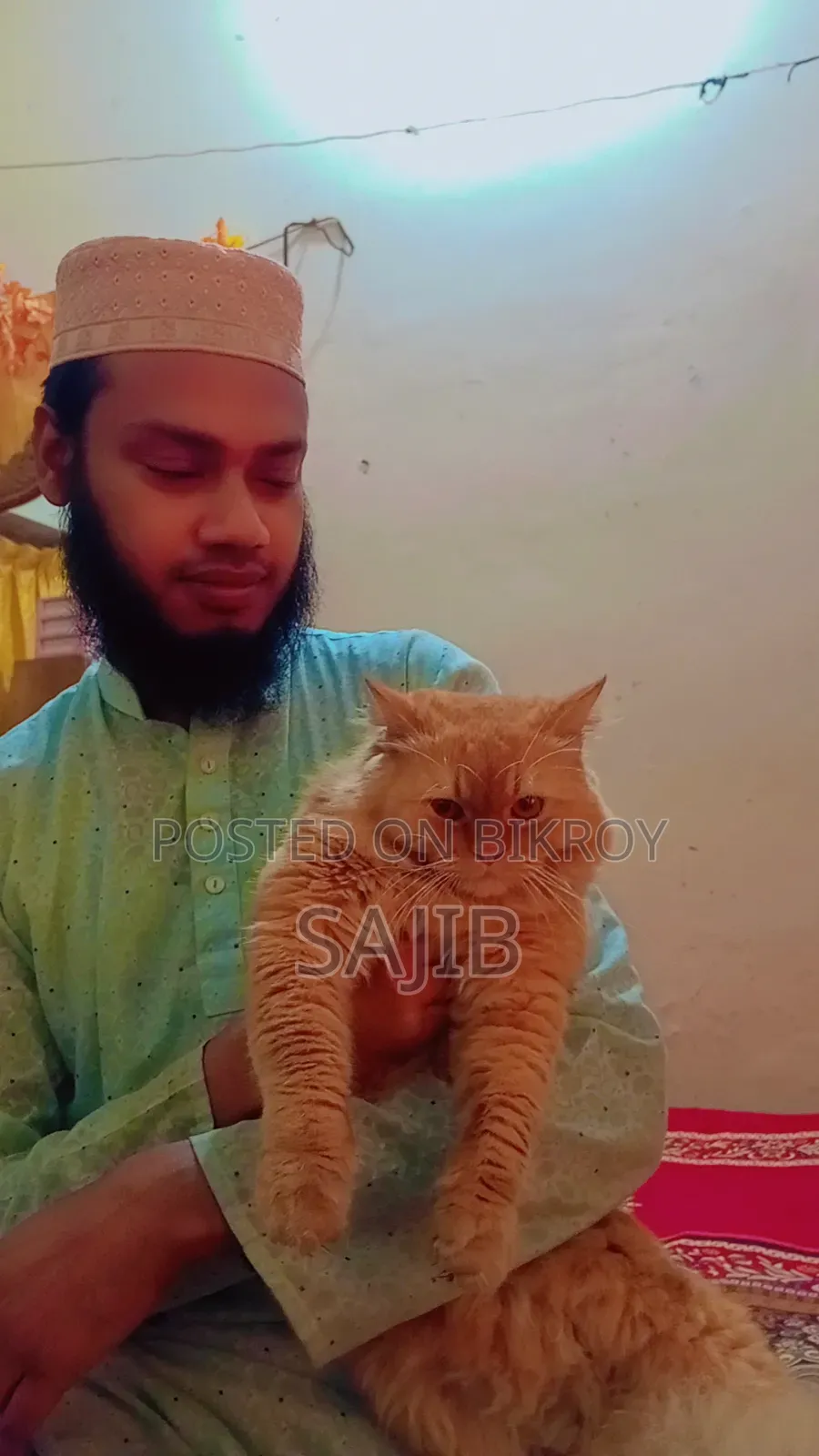 ৬-১২ মাস বয়সী পুরুষ খাঁটি পার্সি বিড়াল