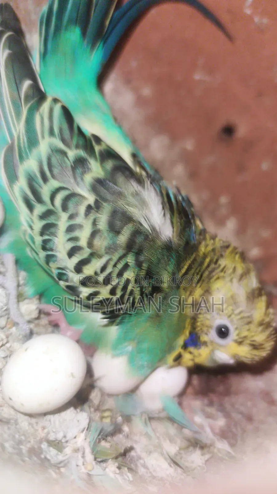 Budgerigar birds with 2 pairs of eggs and chicks