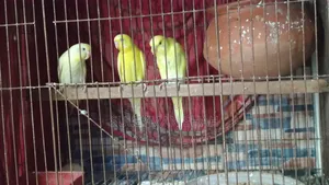 Budgerigar birds with 2 pairs of eggs and chicks