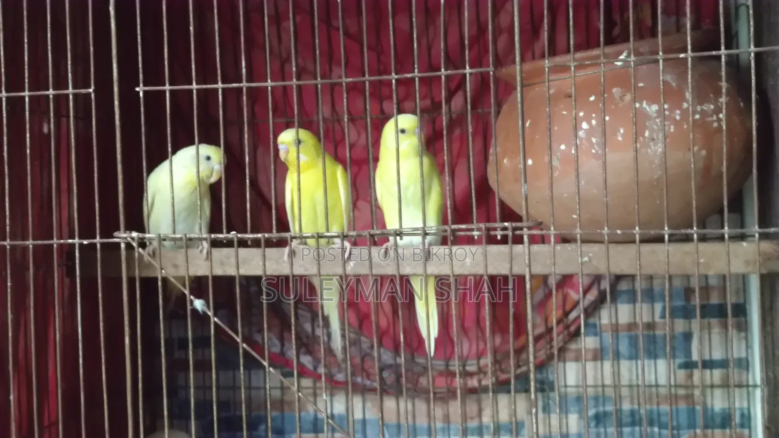 Budgerigar birds with 2 pairs of eggs and chicks