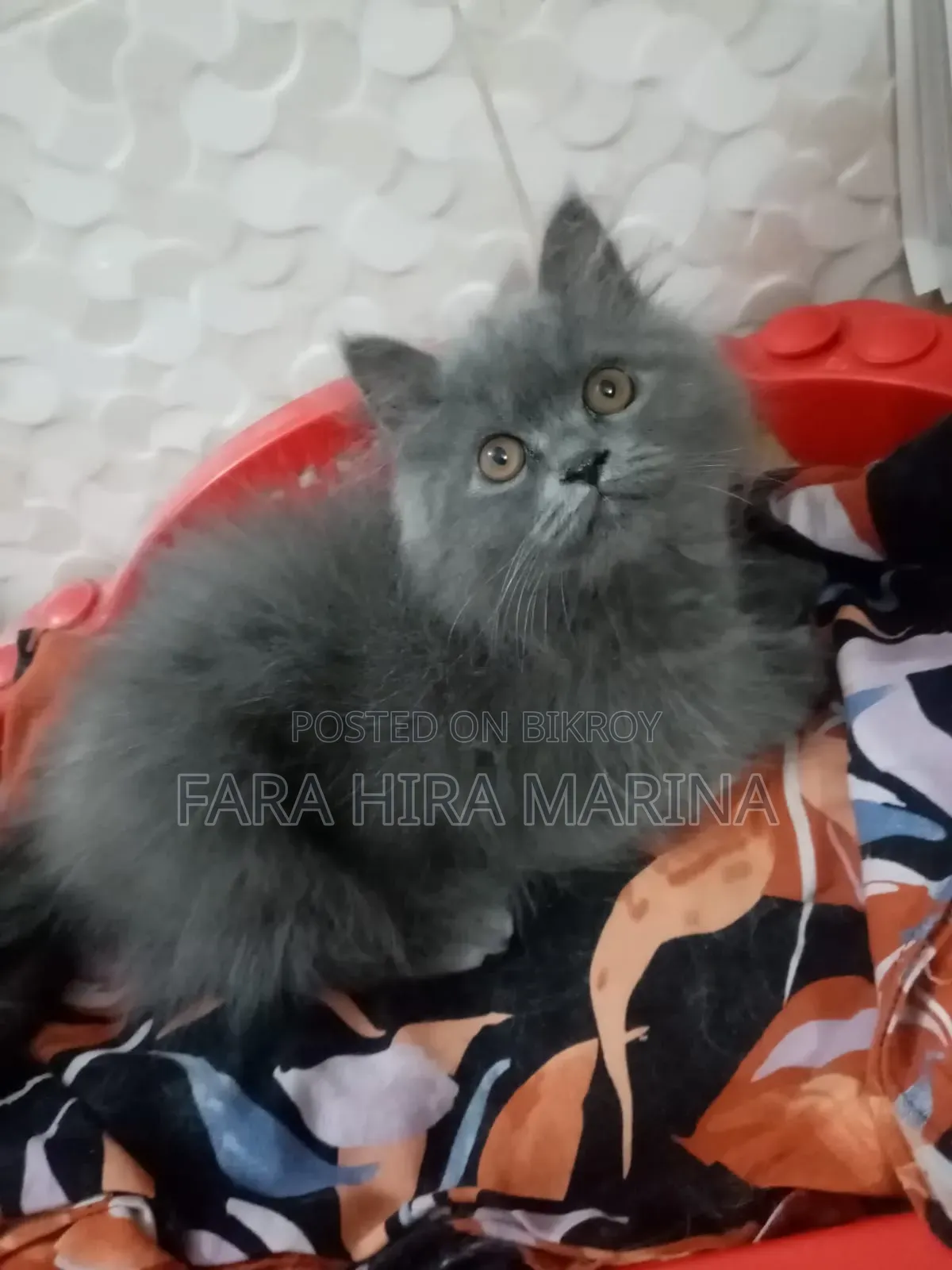 1-3 months Male Purebred Persian