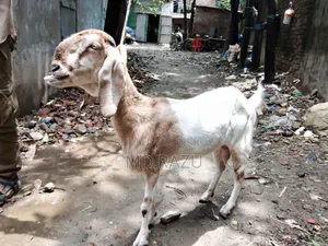 ১টি পাঠী ছাগল