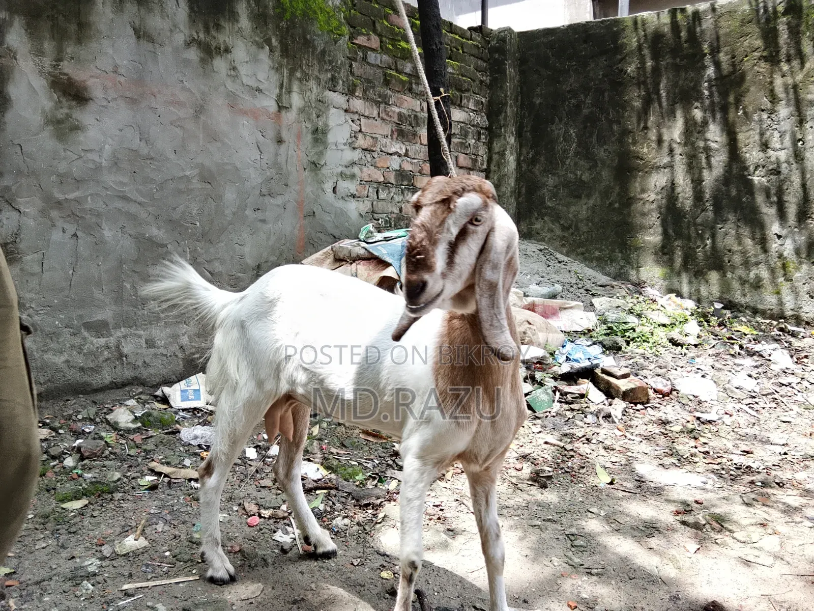 ১টি পাঠী ছাগল