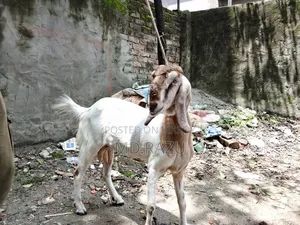 ১টি পাঠী ছাগল