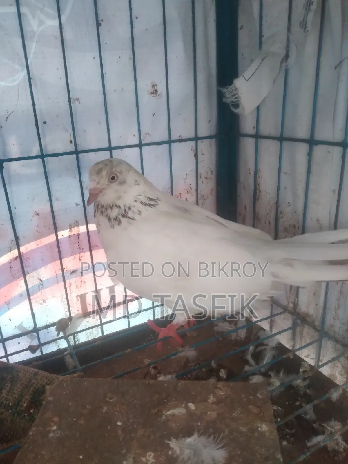 Good Pigeon