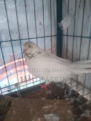 Good Pigeon