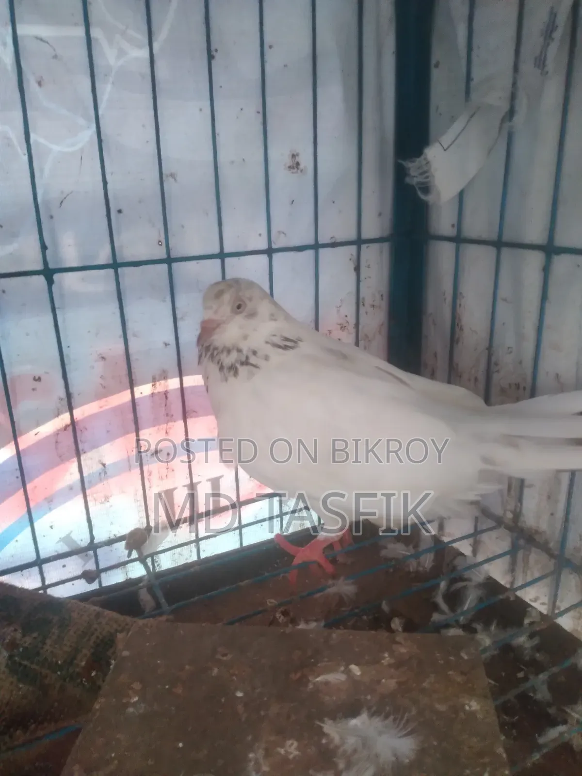 Good Pigeon
