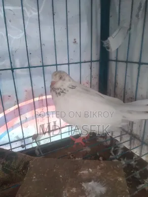 Good Pigeon