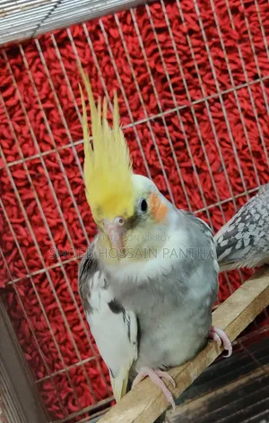 ককটেল পাখি