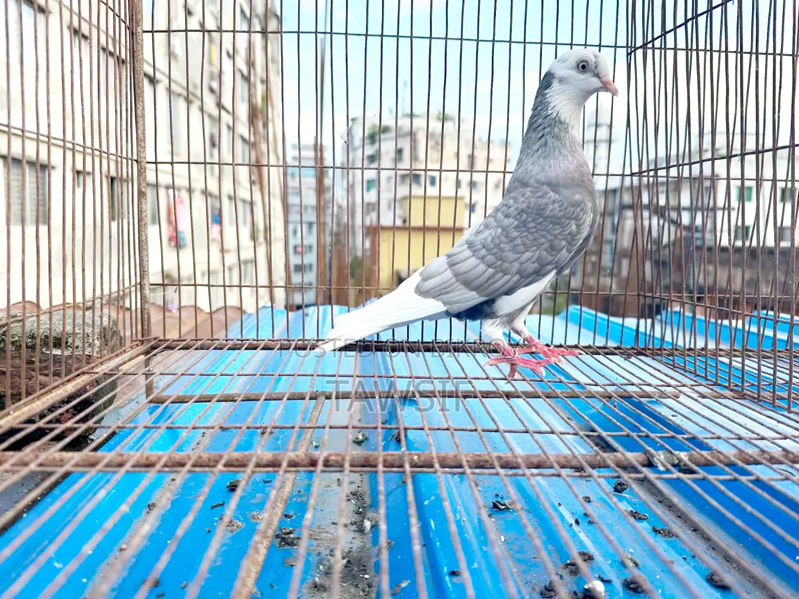Local Breed Female Duck