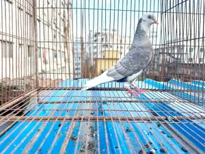 Local Breed Female Duck
