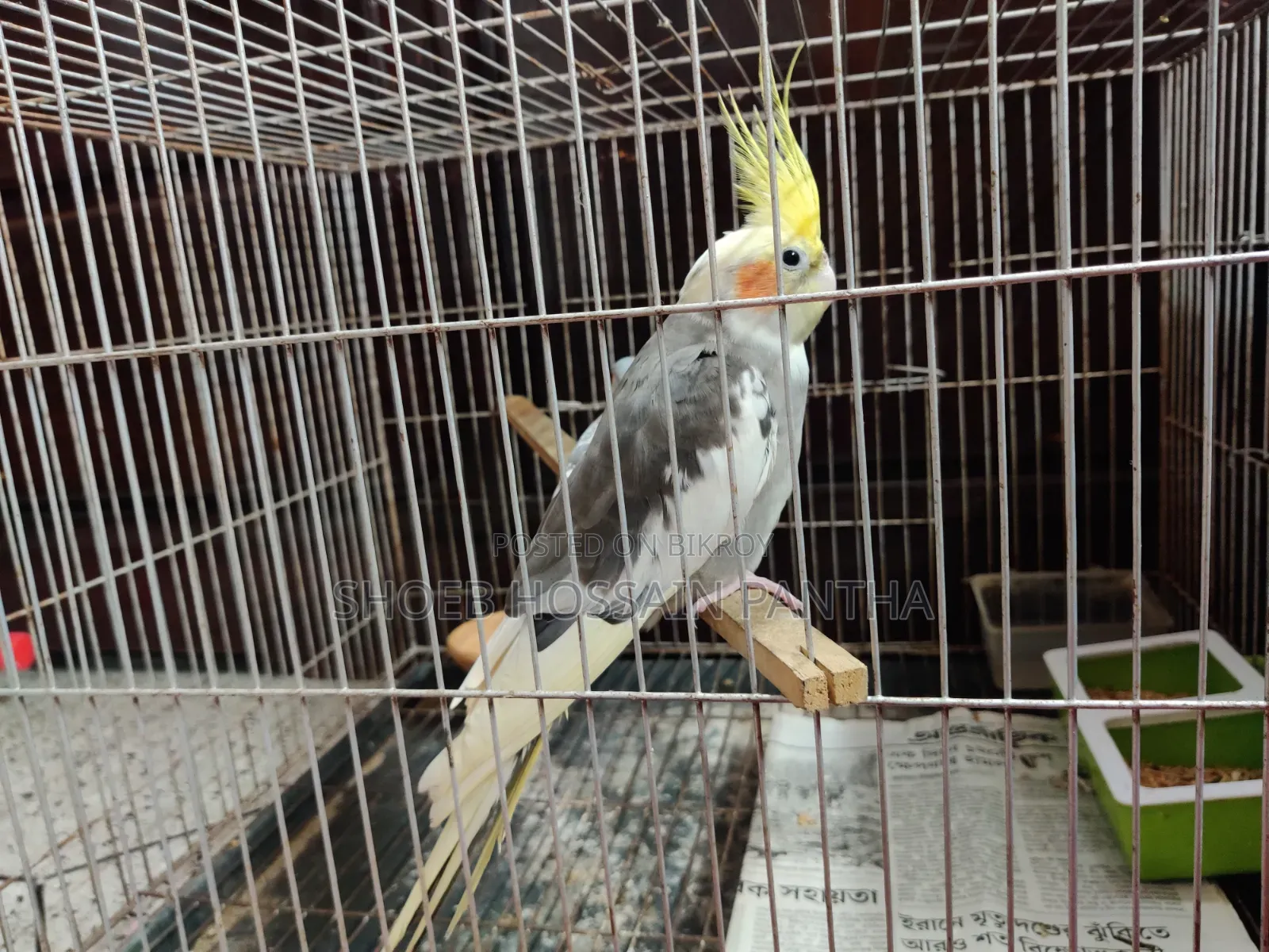ককটেল পাখি