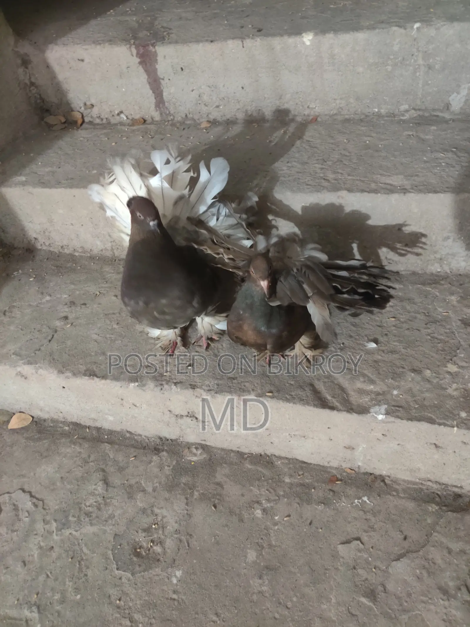 Lokkha Pigeon