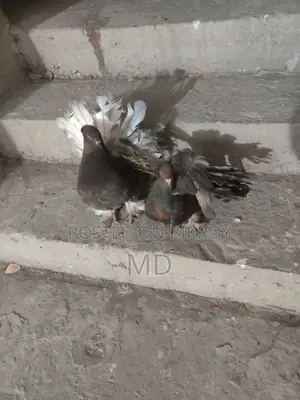 Lokkha Pigeon