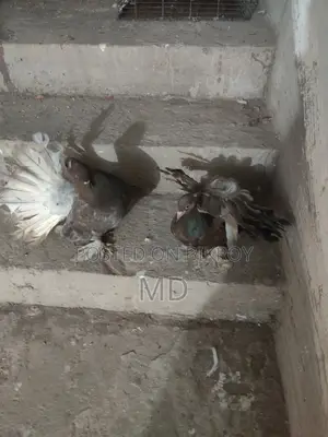 Lokkha Pigeon