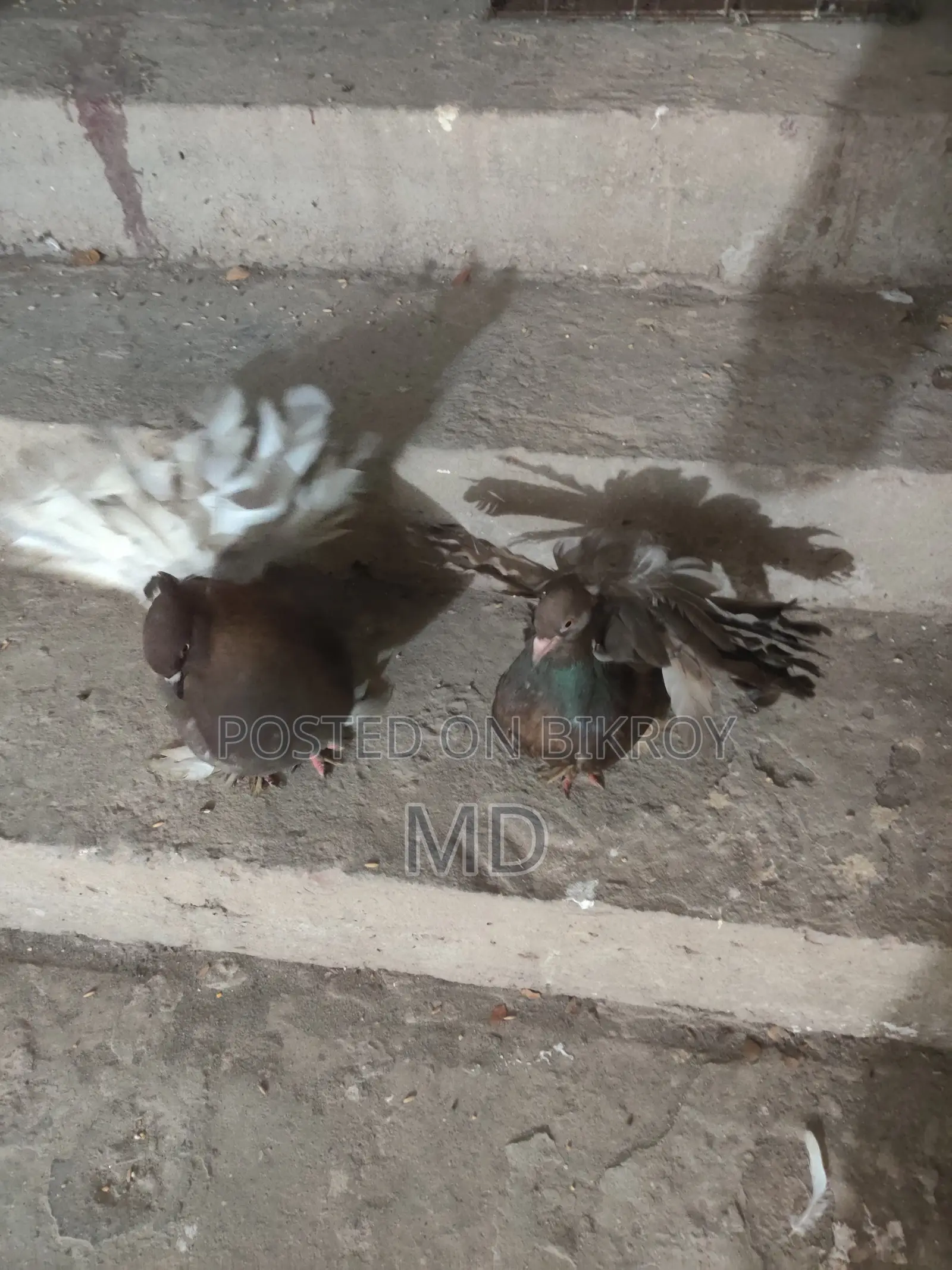 Lokkha Pigeon