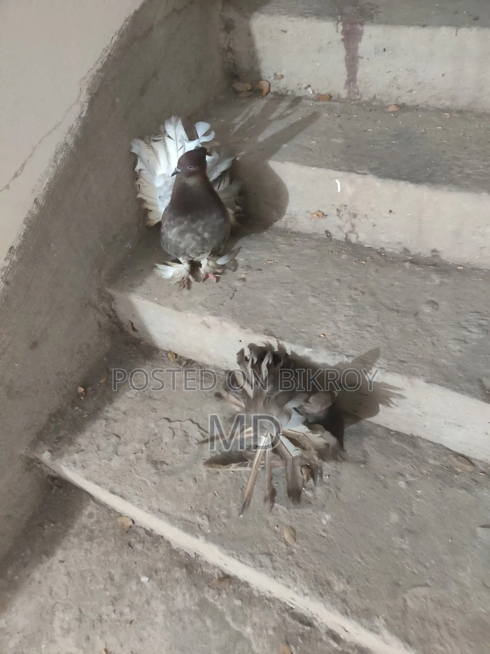 Lokkha Pigeon