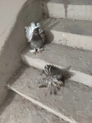Lokkha Pigeon