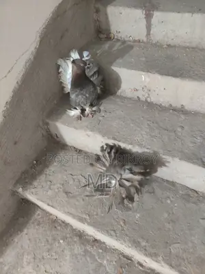 Lokkha Pigeon
