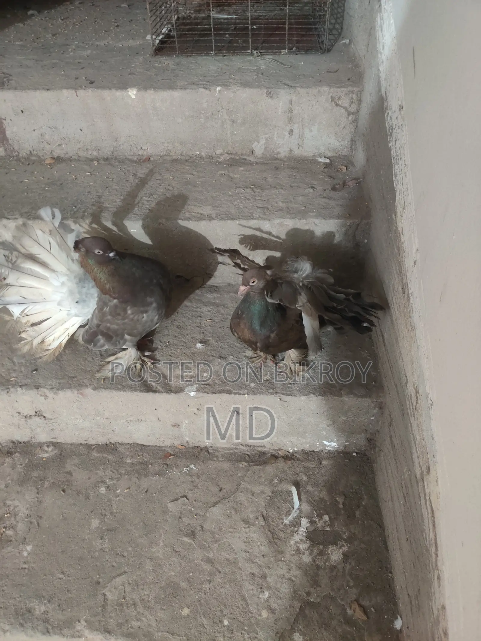 Lokkha Pigeon